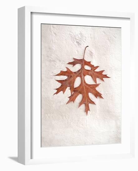 Floral #27-Alan Blaustein-Framed Photographic Print