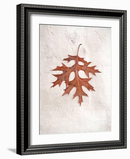 Floral #27-Alan Blaustein-Framed Photographic Print