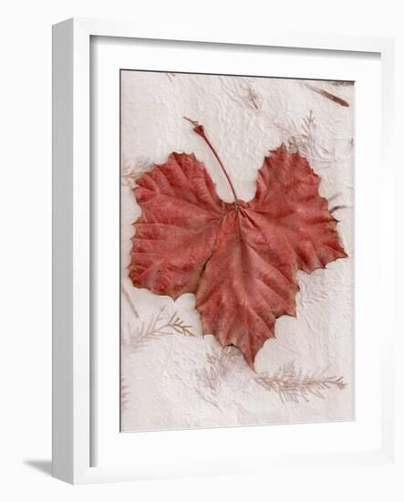 Floral #31-Alan Blaustein-Framed Photographic Print