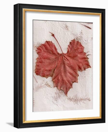 Floral #31-Alan Blaustein-Framed Photographic Print