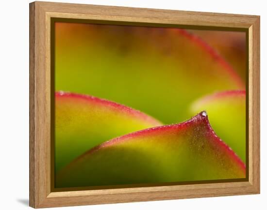 Floral Abstract, California, Usa-Paul Colangelo-Framed Premier Image Canvas