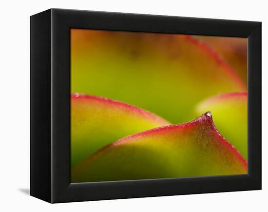 Floral Abstract, California, Usa-Paul Colangelo-Framed Premier Image Canvas