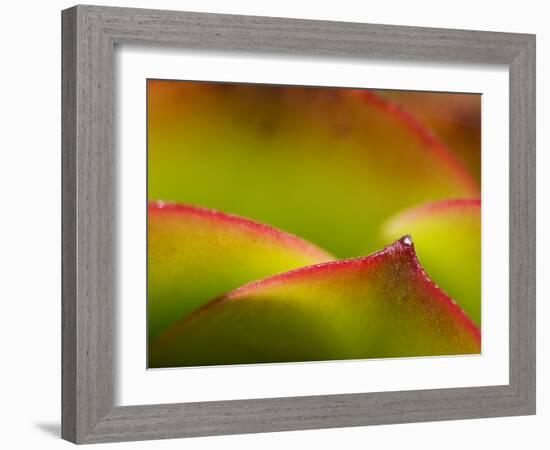 Floral Abstract, California, Usa-Paul Colangelo-Framed Photographic Print