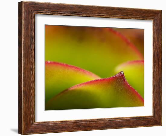 Floral Abstract, California, Usa-Paul Colangelo-Framed Photographic Print