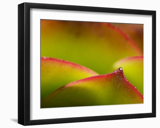 Floral Abstract, California, Usa-Paul Colangelo-Framed Photographic Print