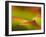 Floral Abstract, California, Usa-Paul Colangelo-Framed Photographic Print