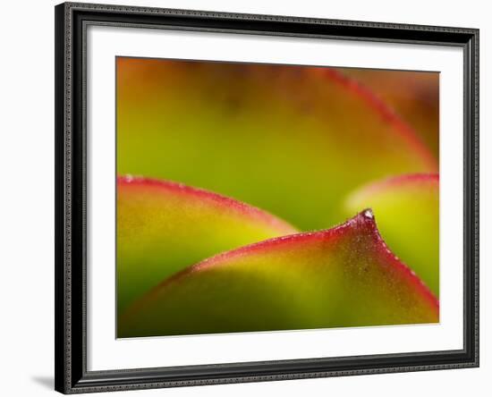 Floral Abstract, California, Usa-Paul Colangelo-Framed Photographic Print