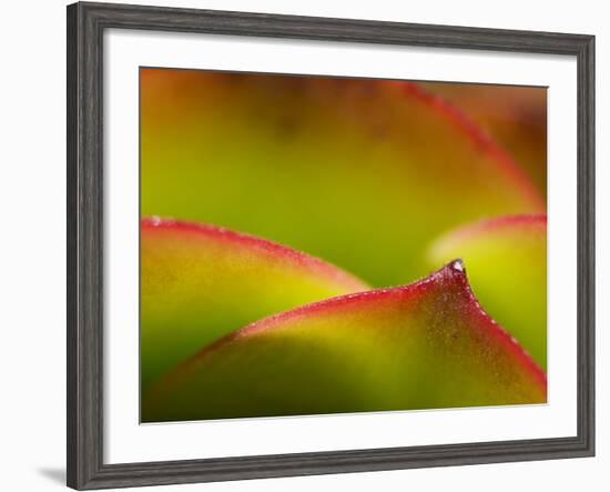 Floral Abstract, California, Usa-Paul Colangelo-Framed Photographic Print