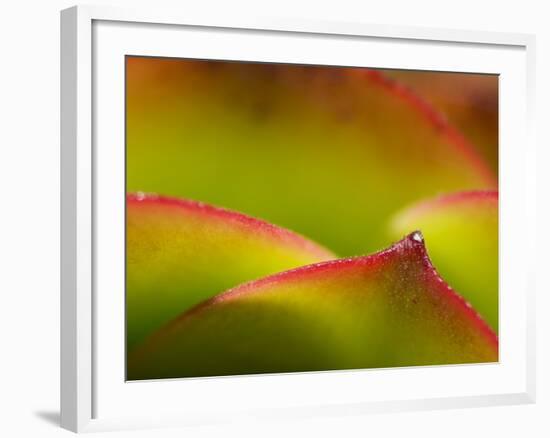 Floral Abstract, California, Usa-Paul Colangelo-Framed Photographic Print