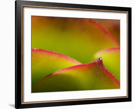 Floral Abstract, California, Usa-Paul Colangelo-Framed Photographic Print