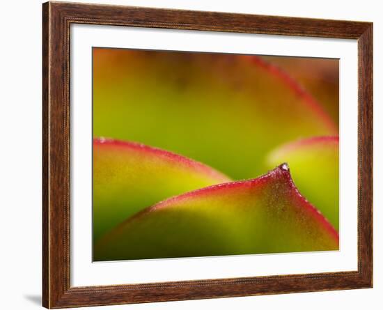 Floral Abstract, California, Usa-Paul Colangelo-Framed Photographic Print