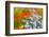 Floral abstract-Heidi Westum-Framed Photographic Print