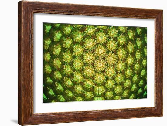 Floral Abstract-Webitect-Framed Art Print