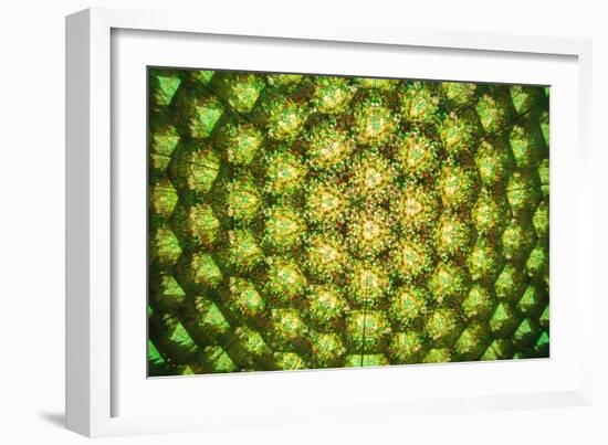 Floral Abstract-Webitect-Framed Art Print