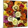 Floral Abundance I-Kate Bennett-Mounted Art Print