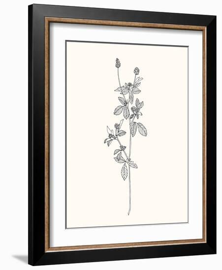 Floral Art 2-Sweet Melody Designs-Framed Art Print