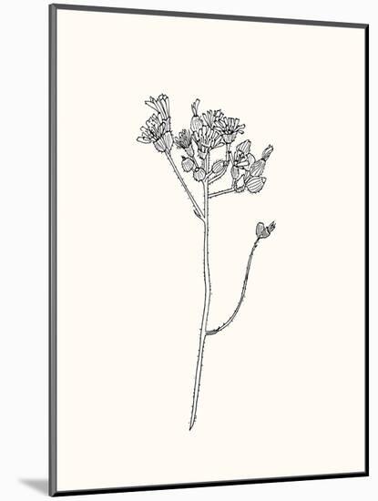 Floral Art 3-Sweet Melody Designs-Mounted Art Print