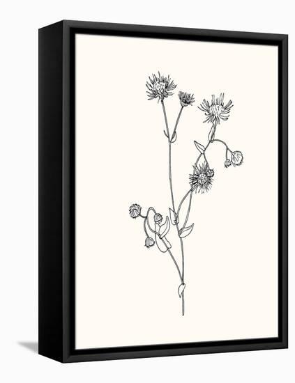 Floral Art 4-Sweet Melody Designs-Framed Stretched Canvas