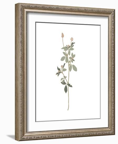 Floral Art 5-Sweet Melody Designs-Framed Art Print