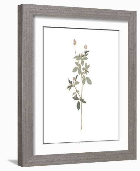 Floral Art 5-Sweet Melody Designs-Framed Art Print