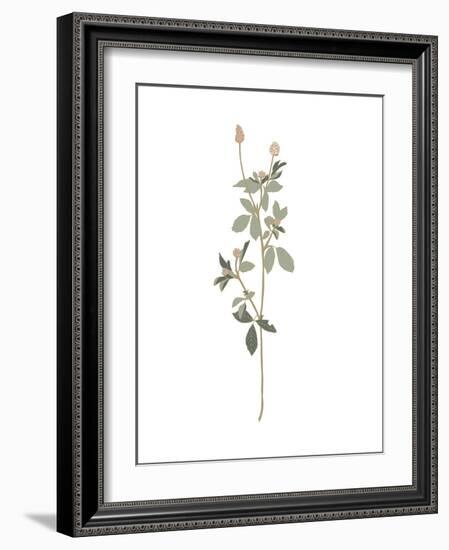 Floral Art 5-Sweet Melody Designs-Framed Art Print