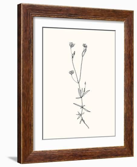 Floral Art-Sweet Melody Designs-Framed Art Print