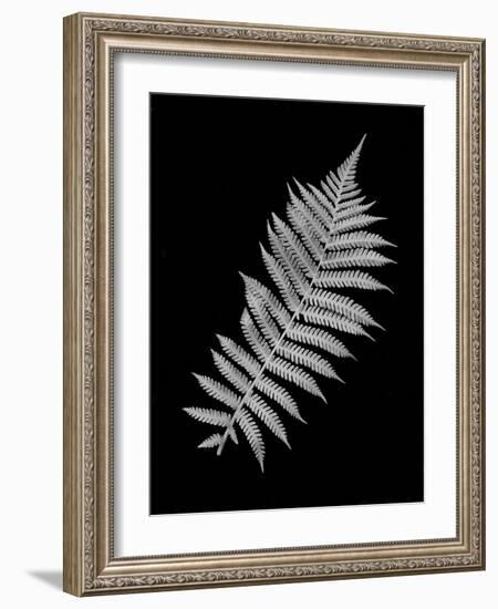 Floral B-W #18-Alan Blaustein-Framed Photographic Print