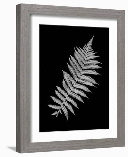 Floral B-W #18-Alan Blaustein-Framed Photographic Print