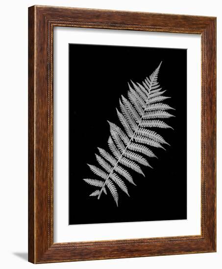 Floral B-W #18-Alan Blaustein-Framed Photographic Print