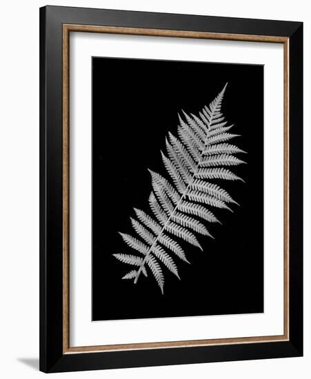 Floral B-W #18-Alan Blaustein-Framed Photographic Print