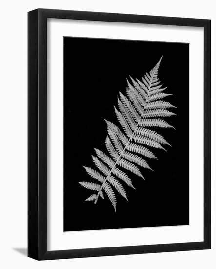 Floral B-W #18-Alan Blaustein-Framed Photographic Print