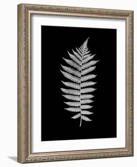 Floral B-W #19-Alan Blaustein-Framed Photographic Print