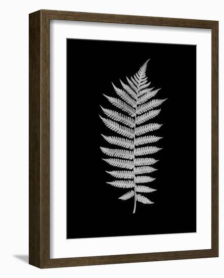 Floral B-W #19-Alan Blaustein-Framed Photographic Print