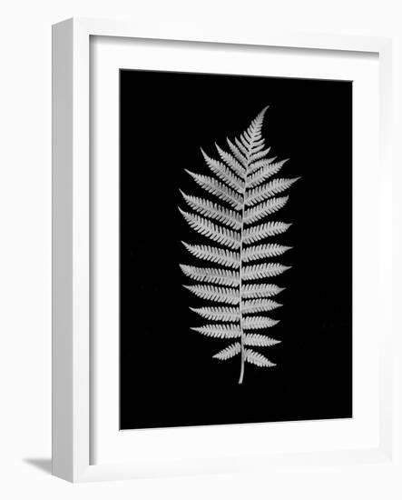 Floral B-W #19-Alan Blaustein-Framed Photographic Print