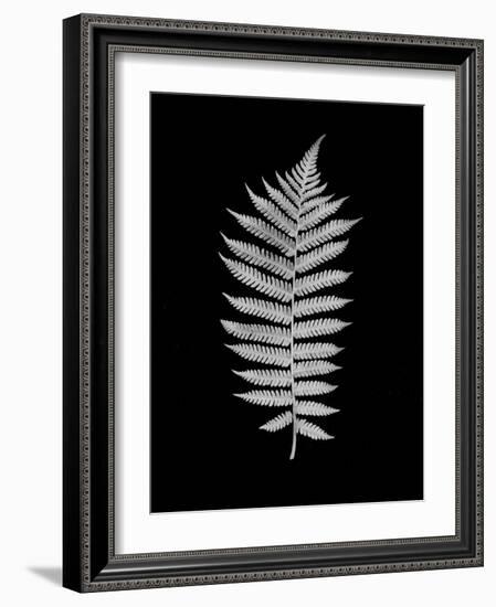 Floral B-W #19-Alan Blaustein-Framed Photographic Print