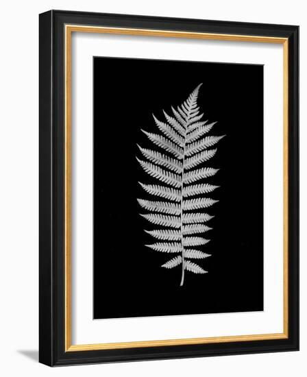 Floral B-W #19-Alan Blaustein-Framed Photographic Print