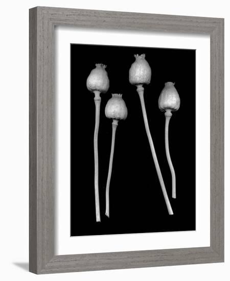 Floral B-W #21-Alan Blaustein-Framed Photographic Print