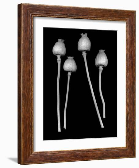 Floral B-W #21-Alan Blaustein-Framed Photographic Print