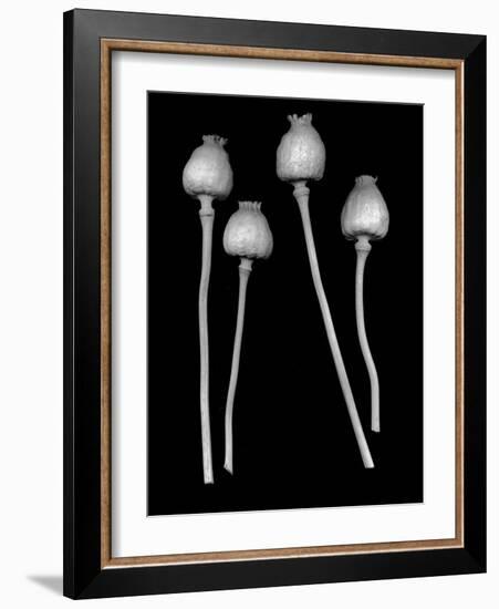 Floral B-W #21-Alan Blaustein-Framed Photographic Print