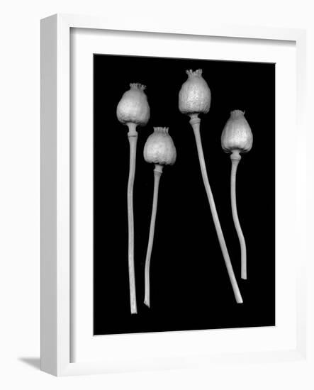 Floral B-W #21-Alan Blaustein-Framed Photographic Print