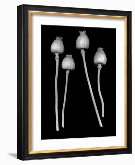 Floral B-W #21-Alan Blaustein-Framed Photographic Print