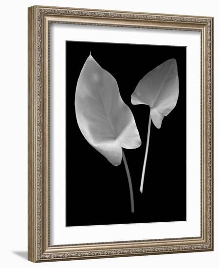 Floral B-W #24-Alan Blaustein-Framed Photographic Print