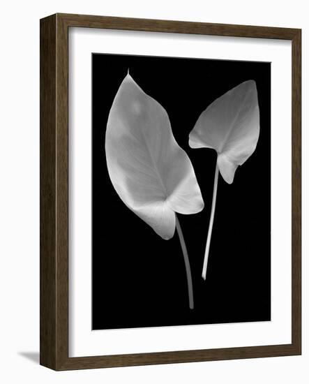 Floral B-W #24-Alan Blaustein-Framed Photographic Print