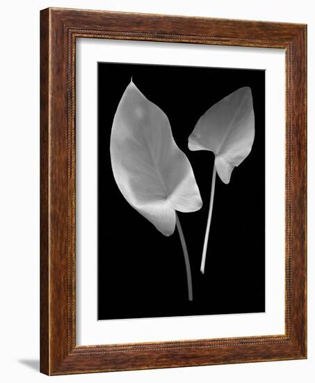 Floral B-W #24-Alan Blaustein-Framed Photographic Print