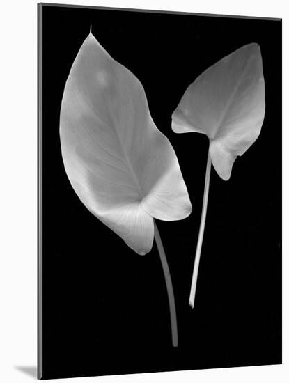 Floral B-W #24-Alan Blaustein-Mounted Photographic Print