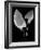 Floral B-W #24-Alan Blaustein-Framed Photographic Print