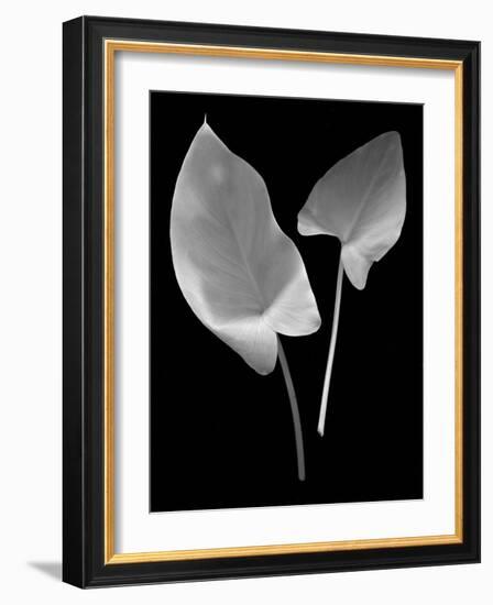 Floral B-W #24-Alan Blaustein-Framed Photographic Print