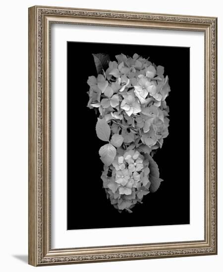 Floral B-W #29-Alan Blaustein-Framed Photographic Print