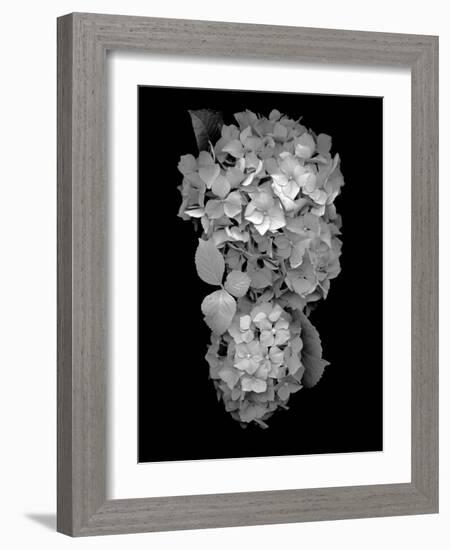 Floral B-W #29-Alan Blaustein-Framed Photographic Print