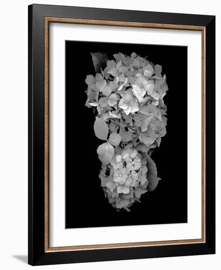 Floral B-W #29-Alan Blaustein-Framed Photographic Print